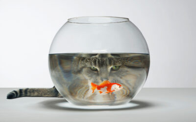 What Is Psychological Safety?